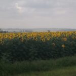 Koster Farming Community